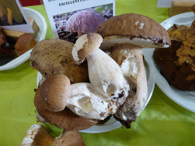 Cèpe de Bordeaux - Boletus edulis