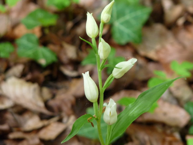 Céphalanthère de damas  - Cephalanthera damasonium (2)