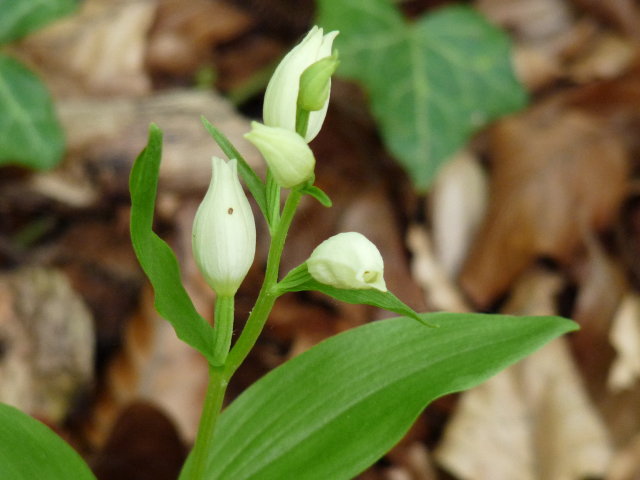 Céphalanthère de damas  - Cephalanthera damasonium