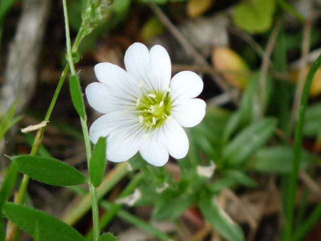 Céraiste des champs - Cerastium arvense