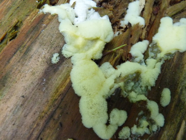 Ceratiomyxa fruticulosa var porioides (2)