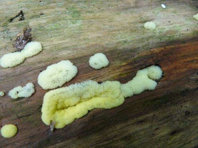 Ceratiomyxa fruticulosa var porioides