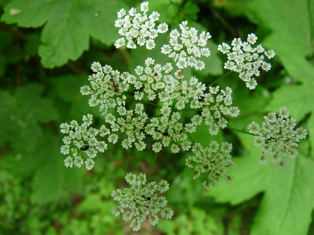 Cerfeuil des fous - Chaerophyllum temulentum