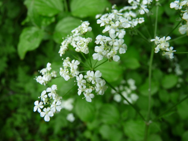 Cerfeuil des fous -  Chaerophyllum temulentum (2)