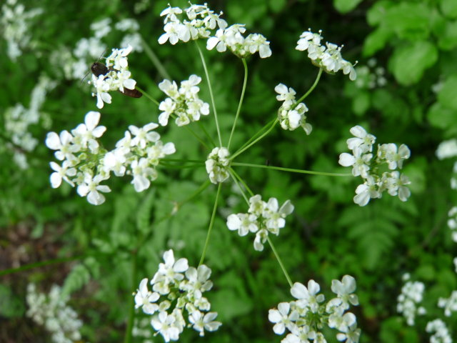 Cerfeuil des fous -  Chaerophyllum temulentum