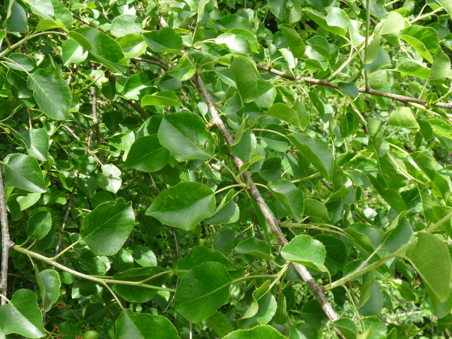 Cerisier de Sainte-Lucie - Prunus mahaleb