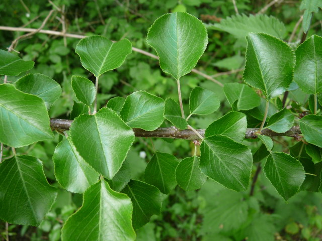 Cerisier de Ste Lucie - Prunus mahaleb