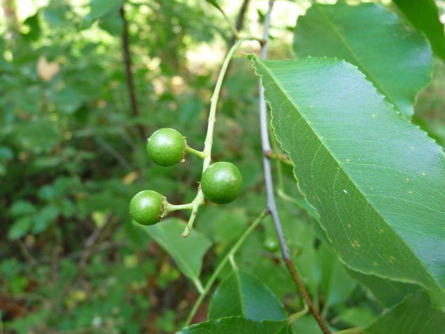 Cerisier tardif - Prunus serofina (2)