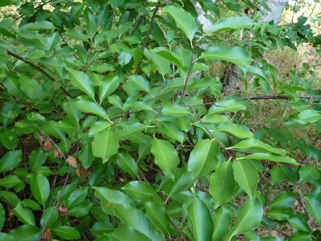 Cerisier tardif - Prunus serofina