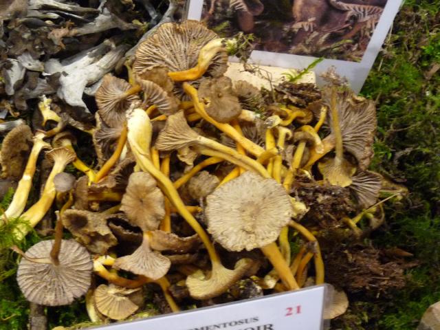 Chanterelle en tube - Craterellus tubaeformis (2)