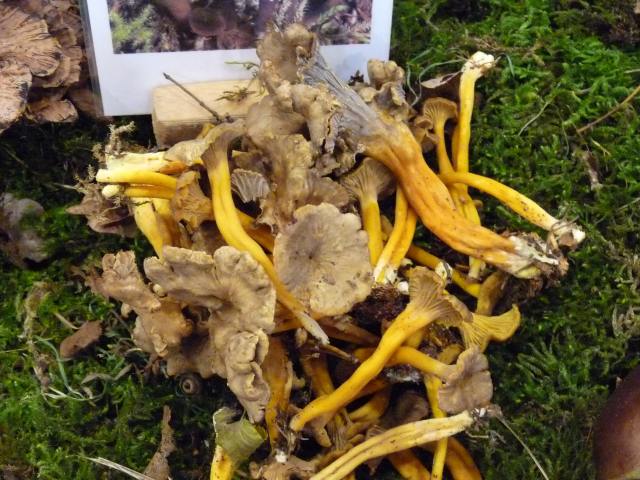 Chanterelle en tube - Craterellus tubaeformis (3)