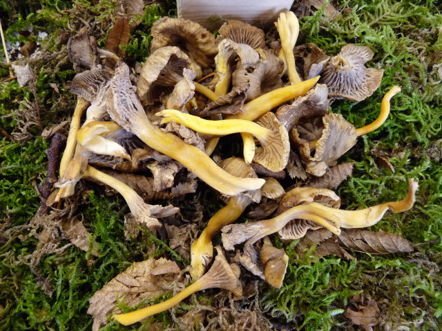 Chanterelle en tube - Craterellus tubaeformis