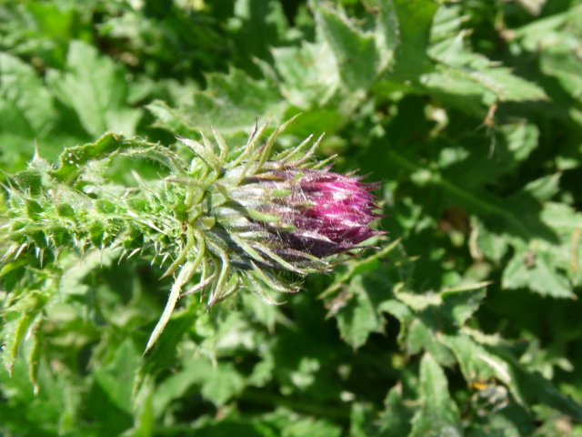 Chardon crépu - Carduus crispus (2)