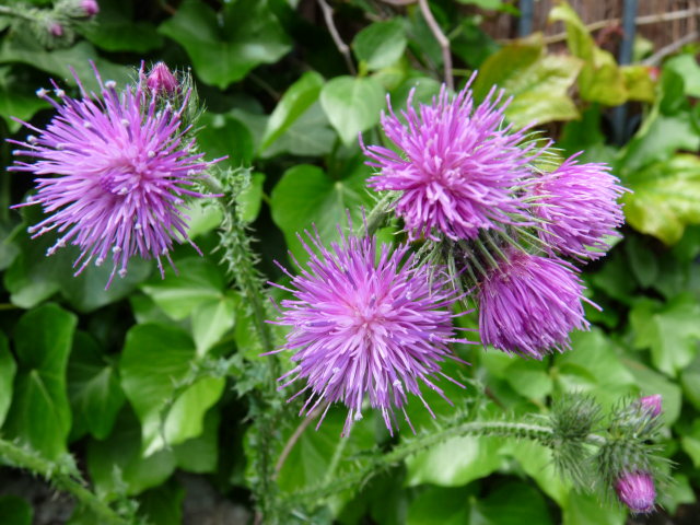 Chardon crépu - Carduus crispus