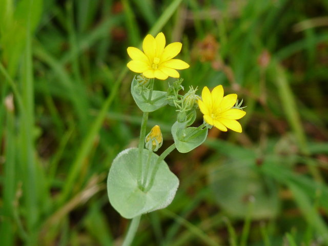 Chlore perfoliée - Blackstonia perfoliata (2)