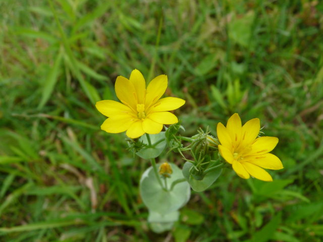 Chlore perfoliée - Blackstonia perfoliata