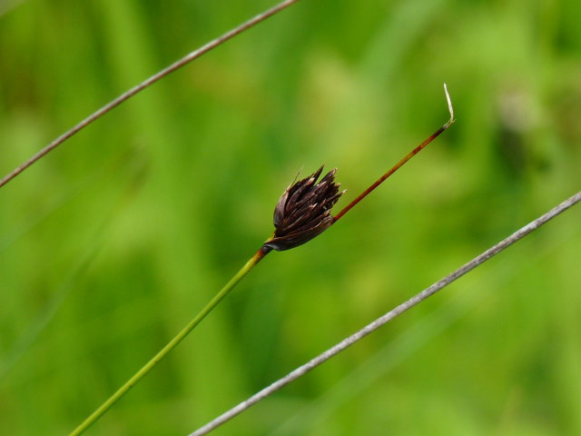 Choin noirâtre - Schoenus nigricans (2)