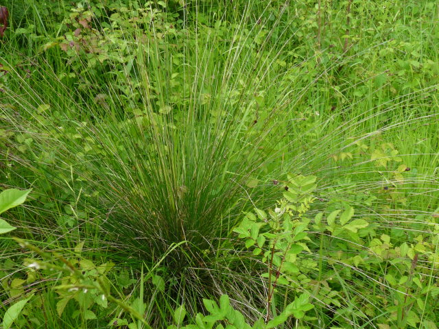 Choin noirâtre - Schoenus nigricans