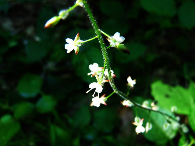 Circée de Paris - Circaea lutetiana (2)