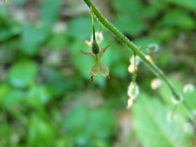 Circée de Paris - Circaea lutetiana (3)