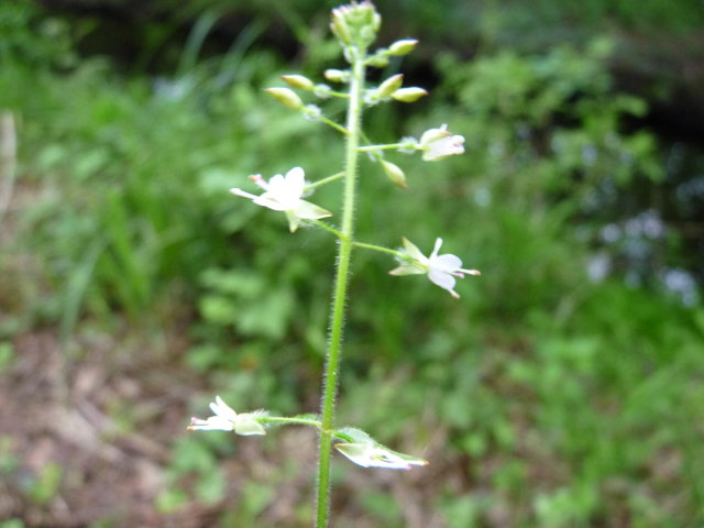 Circée de Paris - Circaea lutetiana (4)