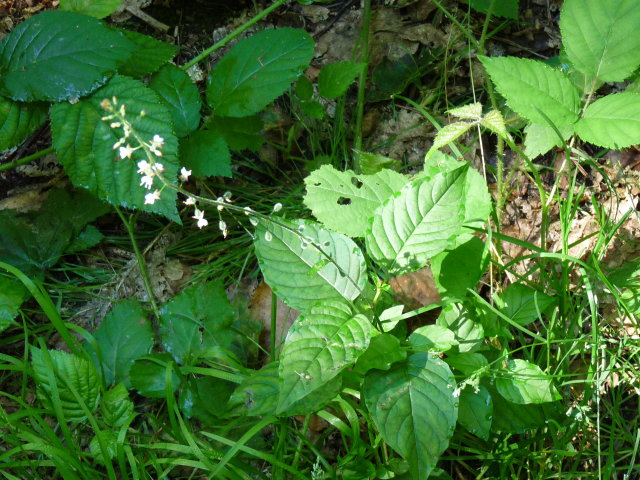 Circée de Paris - Circaea lutetiana