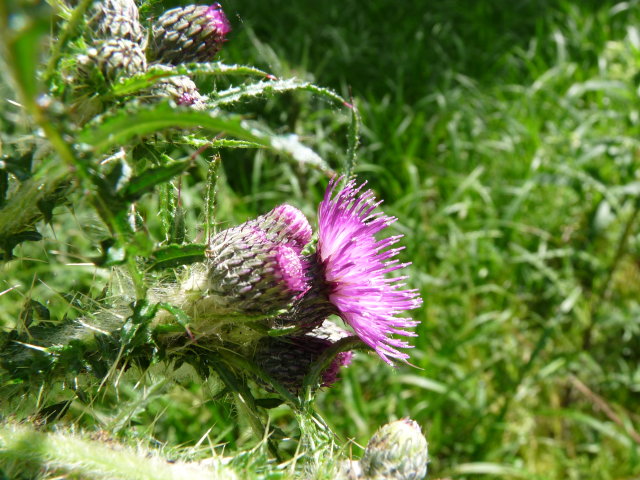 Cirse des marais - Cirsium palustre (2)