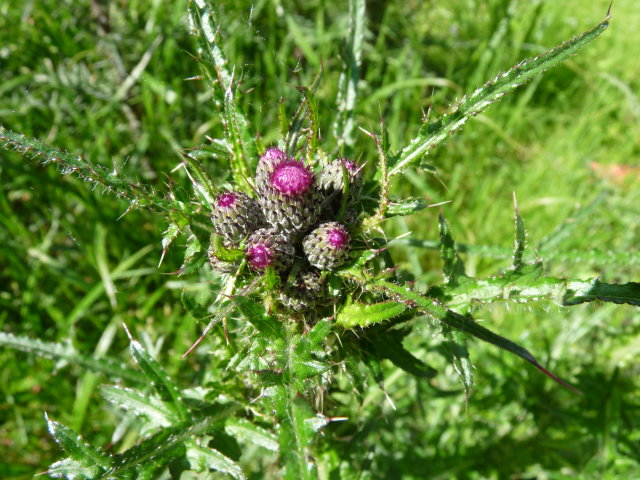 Cirse des marais - Cirsium palustre