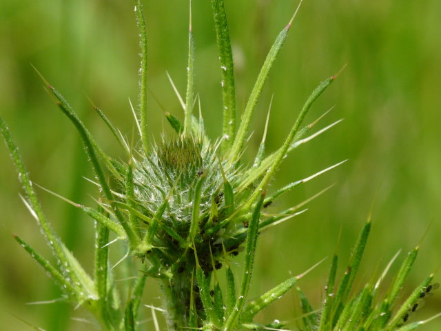 Cirse laineux - Cirsium eriophorum