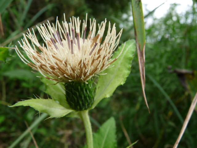 Cirse maraîcher - Cirsium oleraceum (2)