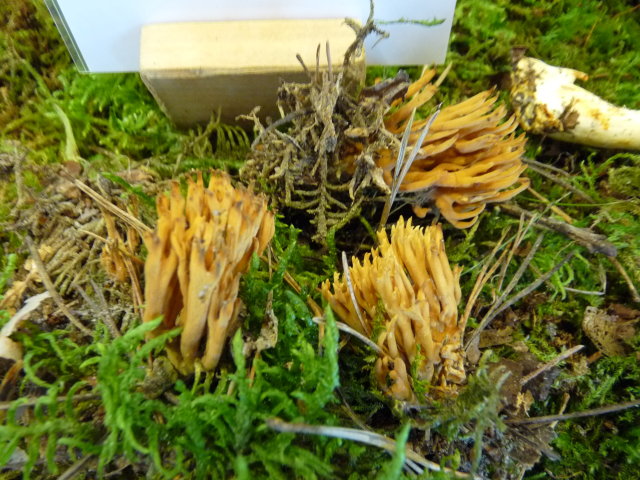 Clavaire des sapins - Ramaria abietina