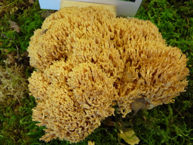 Clavaire dorée - Ramaria aurea (2)