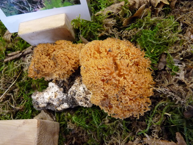 Clavaire dorée - Ramaria aurea