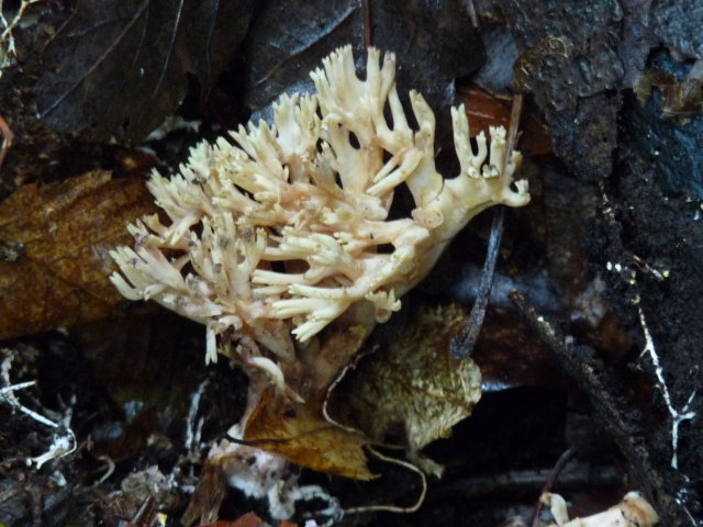 Clavaire dressée - Ramaria stricta