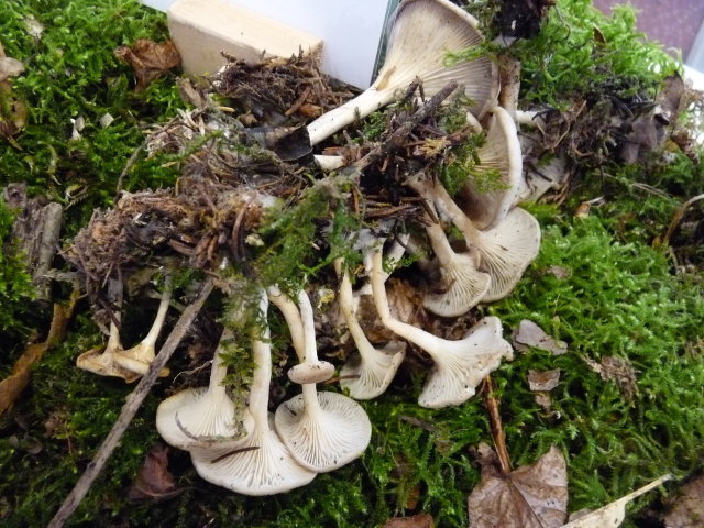 Clitocybe à odeur de poulailler - Clitocybe phaeophtalma