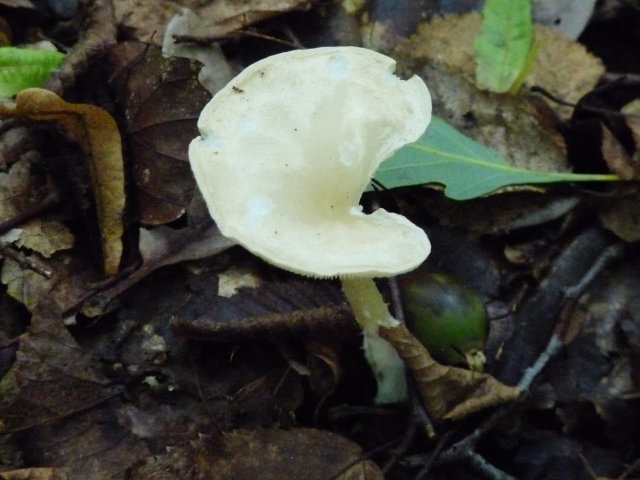 Clitocybe en entonnoir - Clitocybe gibba