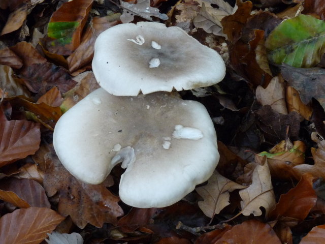 Clitocybe nébuleux -  Clitocybe nebularis