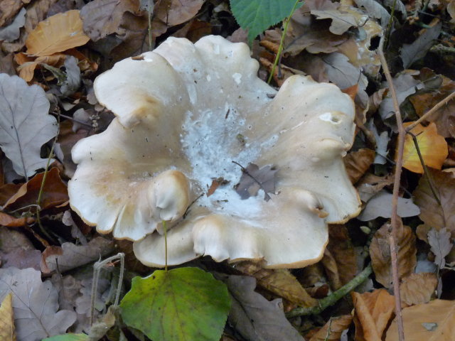 Clitocybe nébuleux - Clitocybe nebularis