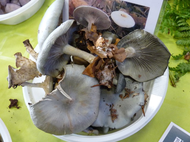 Clitocybe odorant - Clitocybe odora