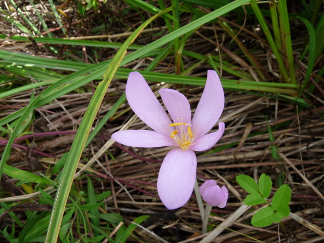 Colchique d'automne - Colchicum autumnale (2)