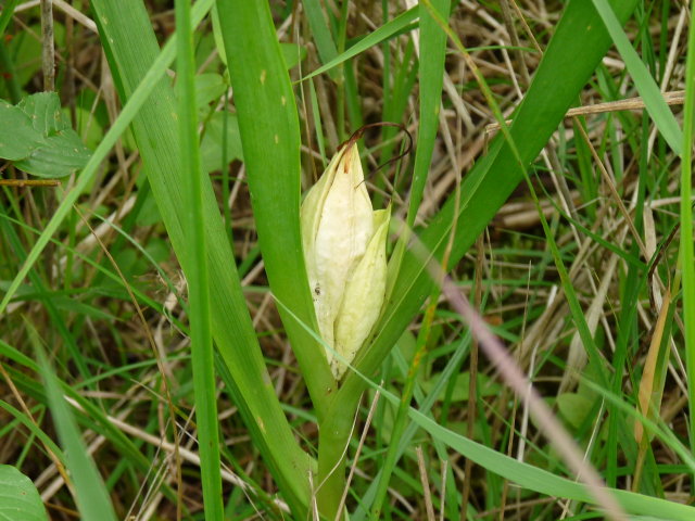 Colchique d'automne - Colchicum autumnale (3)