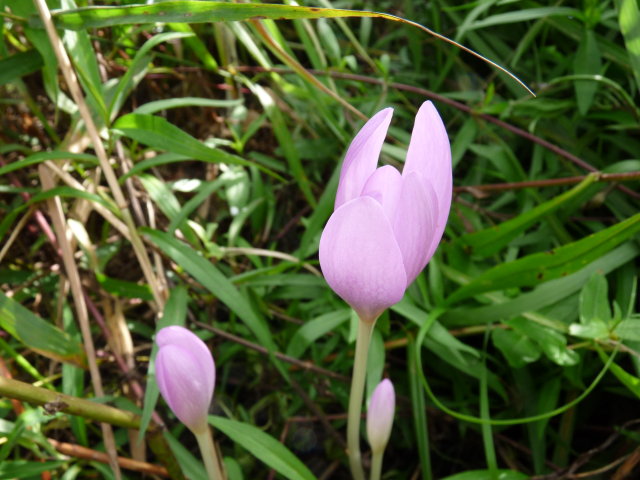 Colchique d'automne - Colchicum autumnale