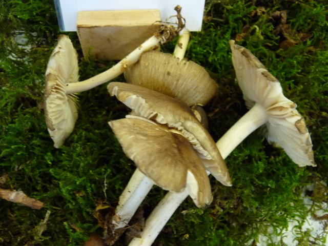 Collybie à lames larges - Megacollybia platyphylla