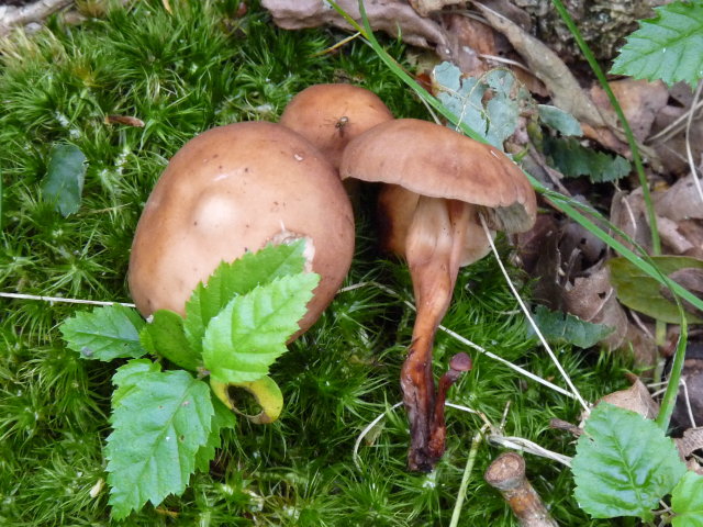 Collybie à pied en fuseau - Collybia fusipes (2)