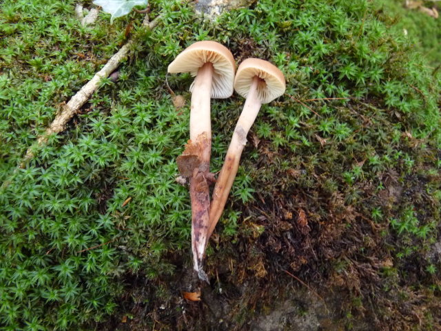 Collybie à pied en fuseau - Collybia fusipes