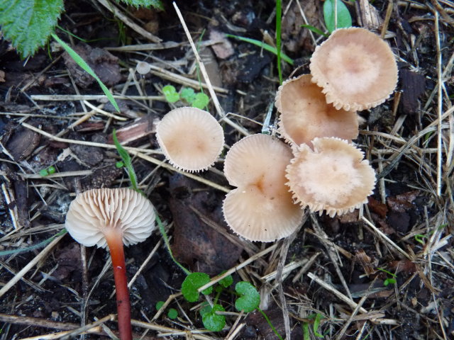 Collybie à pied rouge - collybia kuehneriana