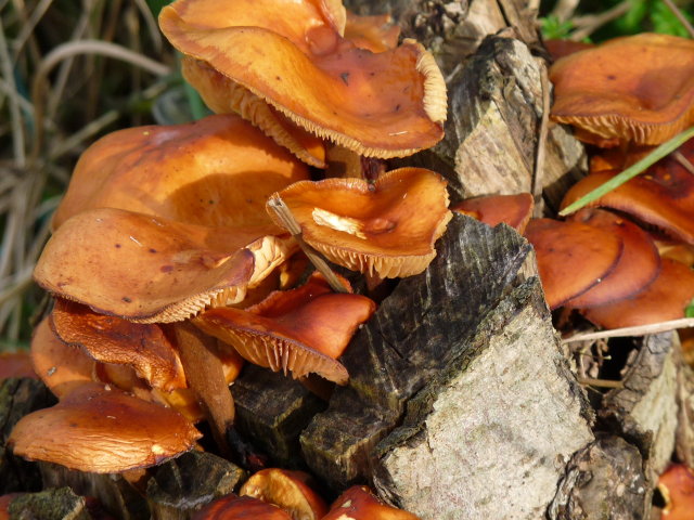 Collybie à pied velouté -  Collybia velutipes