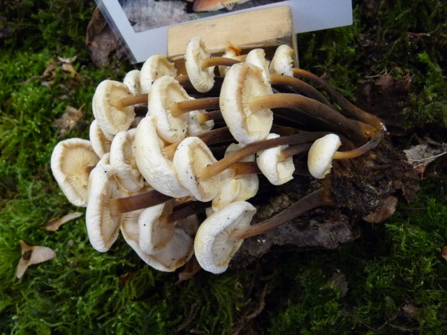 Collybie à pied velouté - Flammulina velutipes