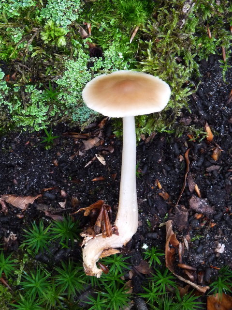 Collybie beurrée - Collybia butyracea