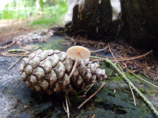 Collybie queue-de-souris - Baeospora myosura
